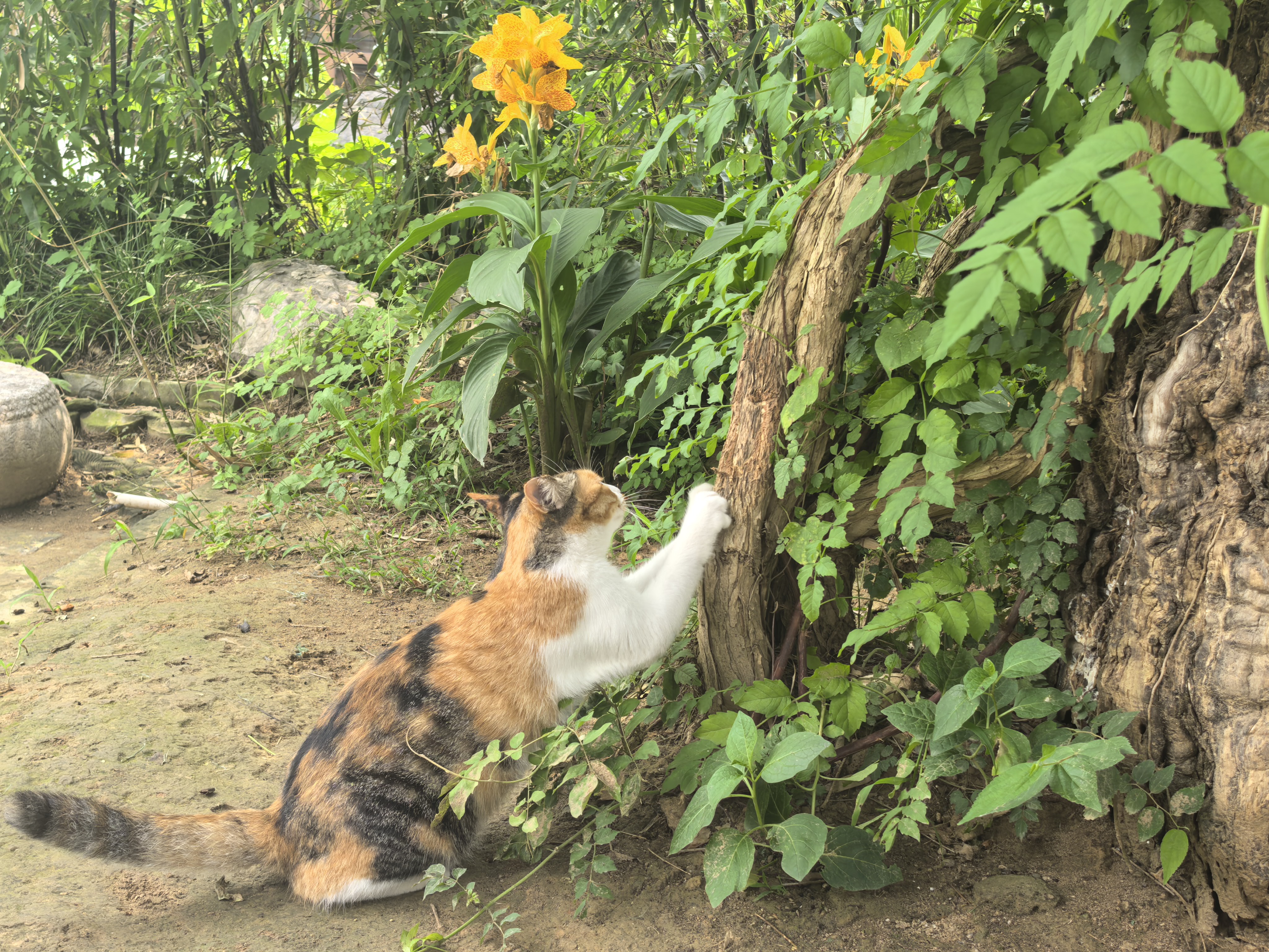 悠闲猫